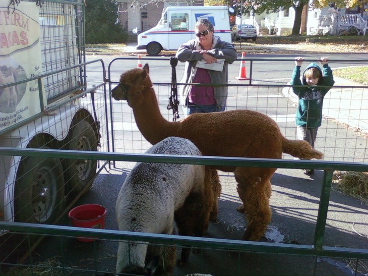 Alpacas