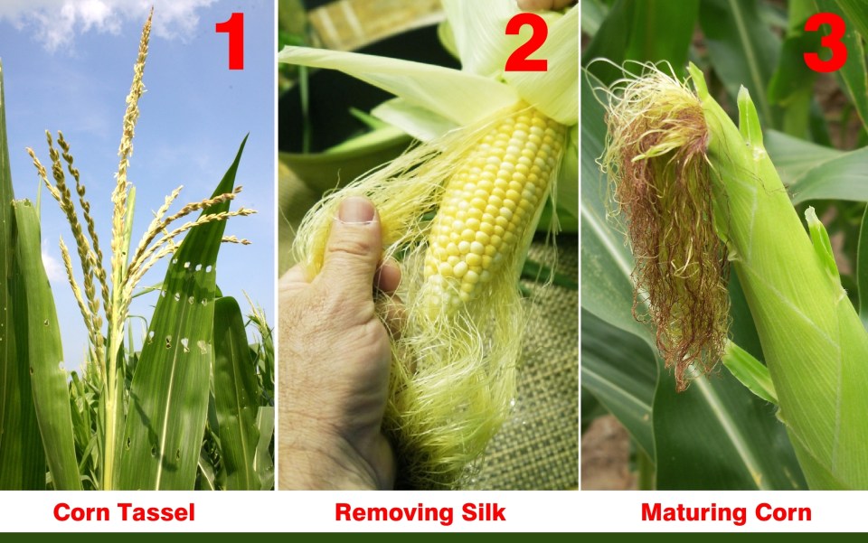Did You Know Corn Silk