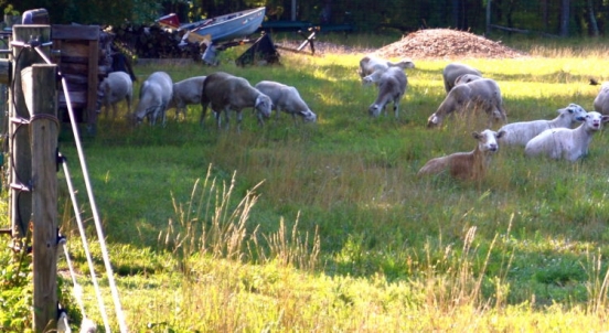 Natalie Mike Wilk Lamb