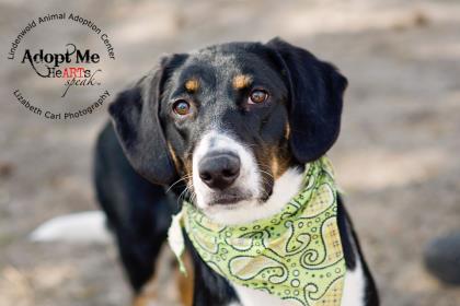 Animal Adoption Cengter