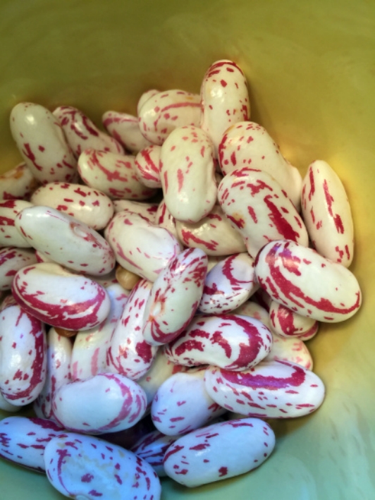 Susan Cranberry Beans
