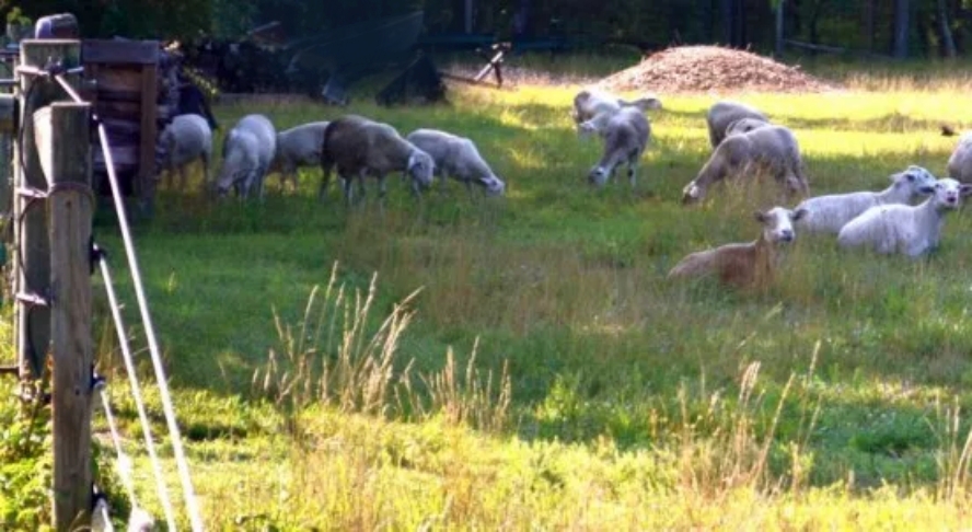 Pastured Lamb