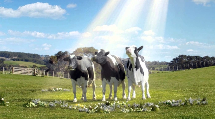 Weather Cows
