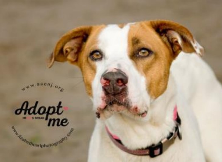 Adopt Sadie