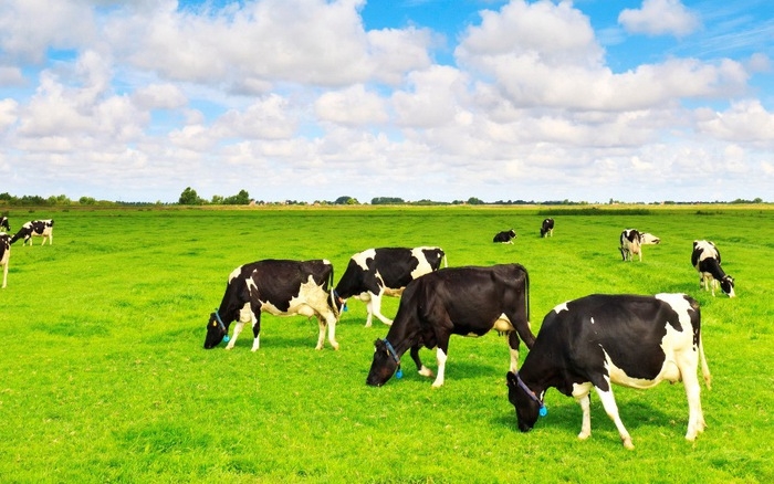 Mostly Sunny Cows