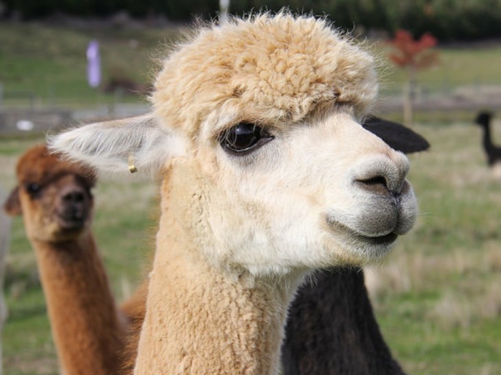 Alpaca