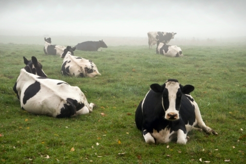Cows in Mist