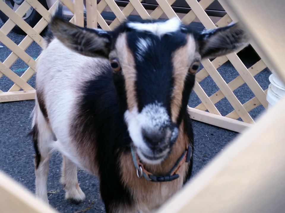Goat Pet Detail