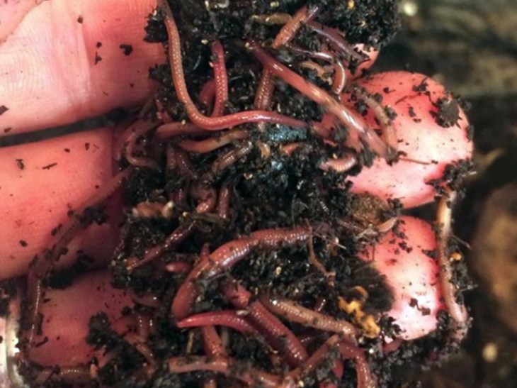 Compost Worms