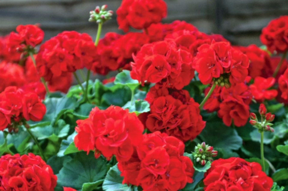 Geraniums