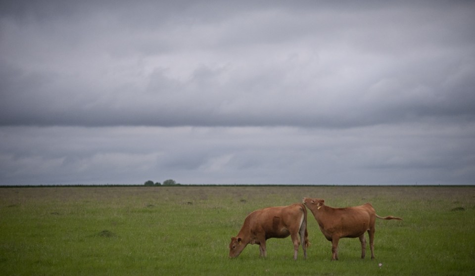 Cloudy Cows