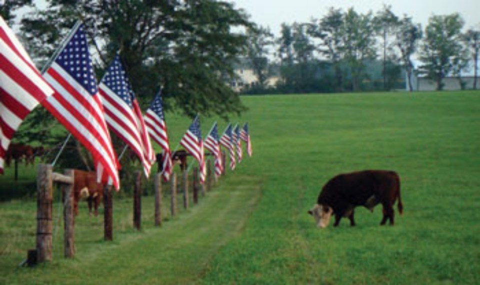 Patriotic Cows