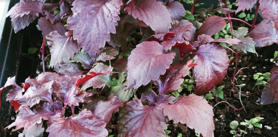 Shiso