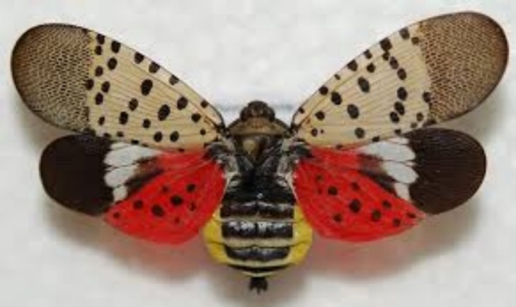 Lanternfly