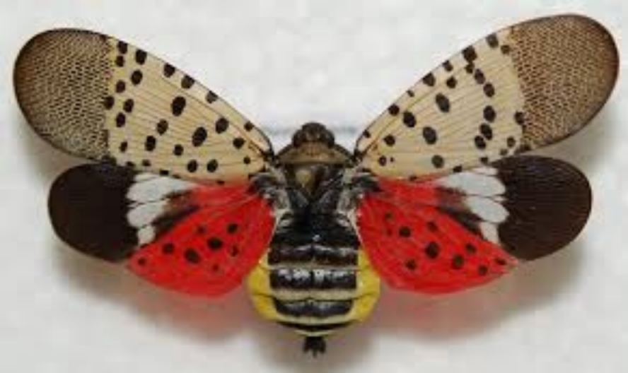Lanternfly